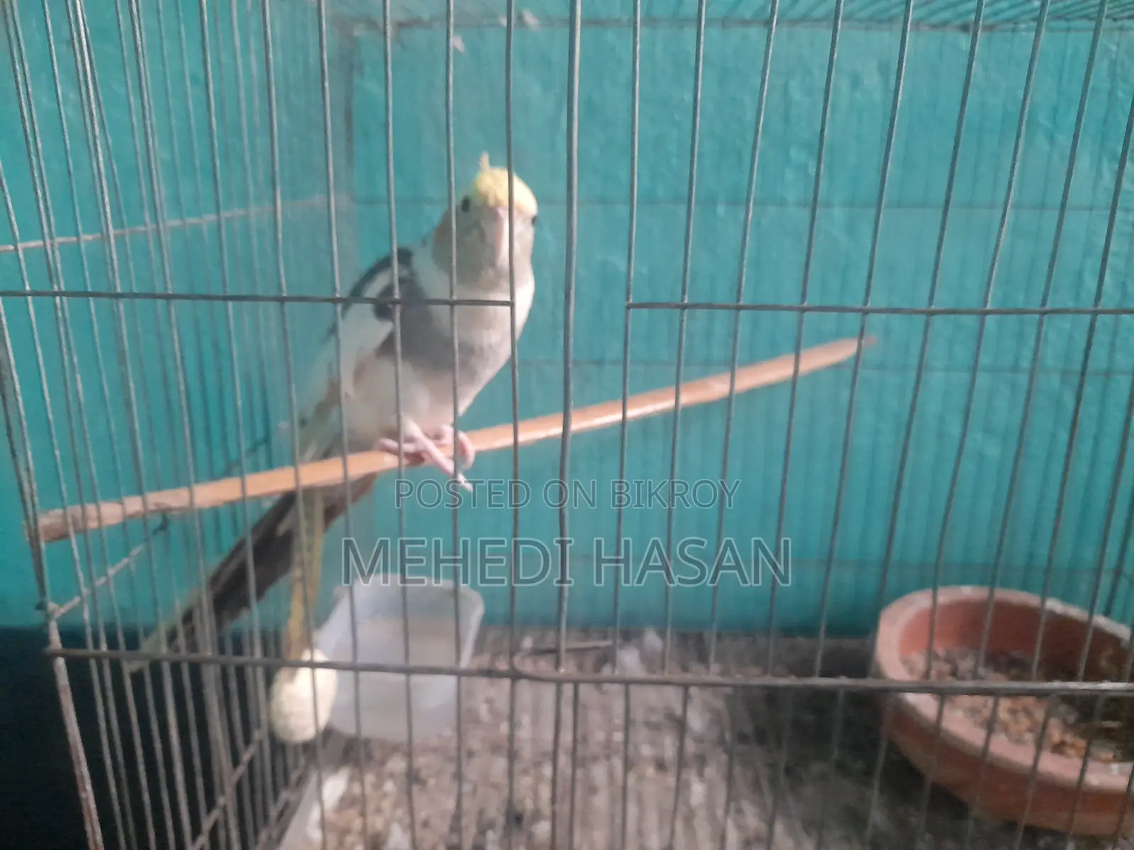 Cockatiel Adult Male