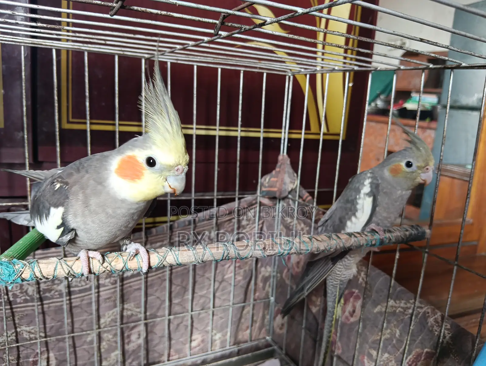 Cockatiel Parrot