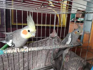 Cockatiel Parrot