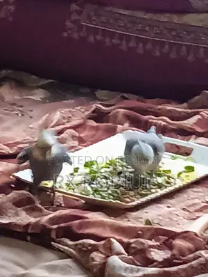 Cockatiel Parrot