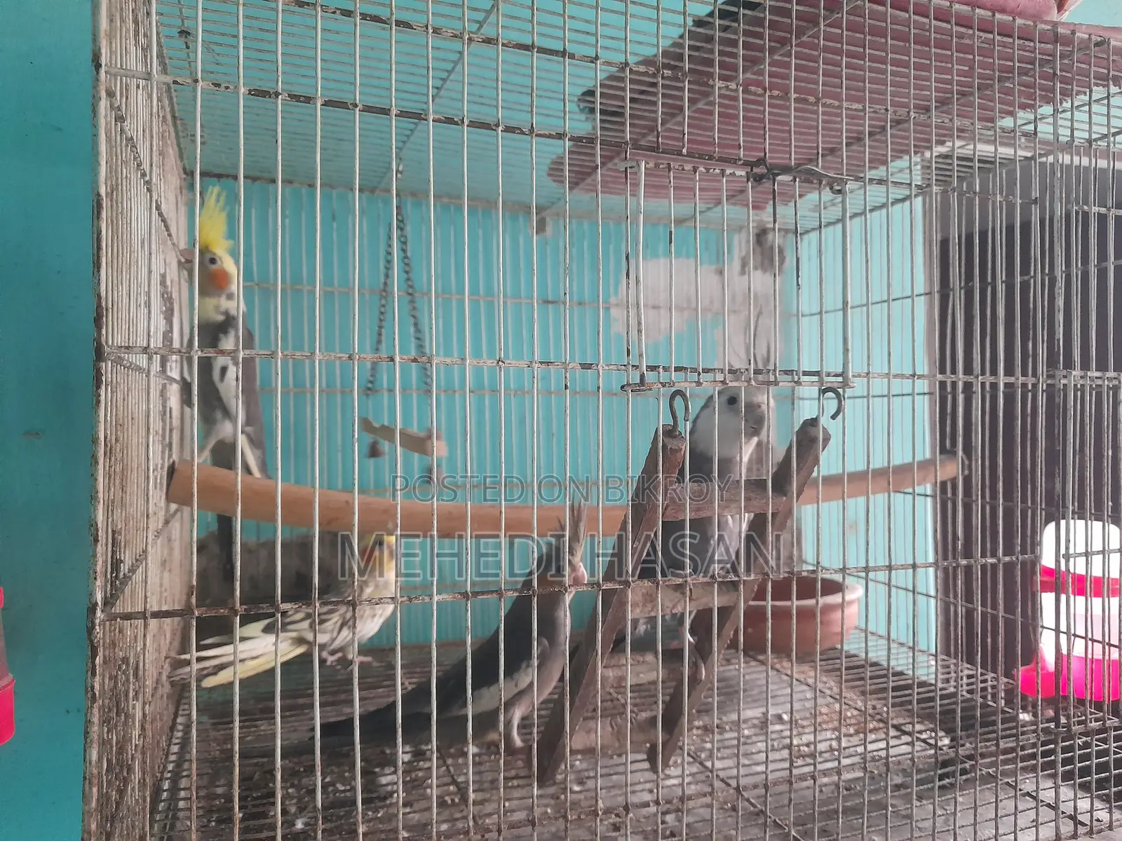 Cockatiel bird chicks for sale