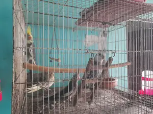 Cockatiel bird chicks for sale