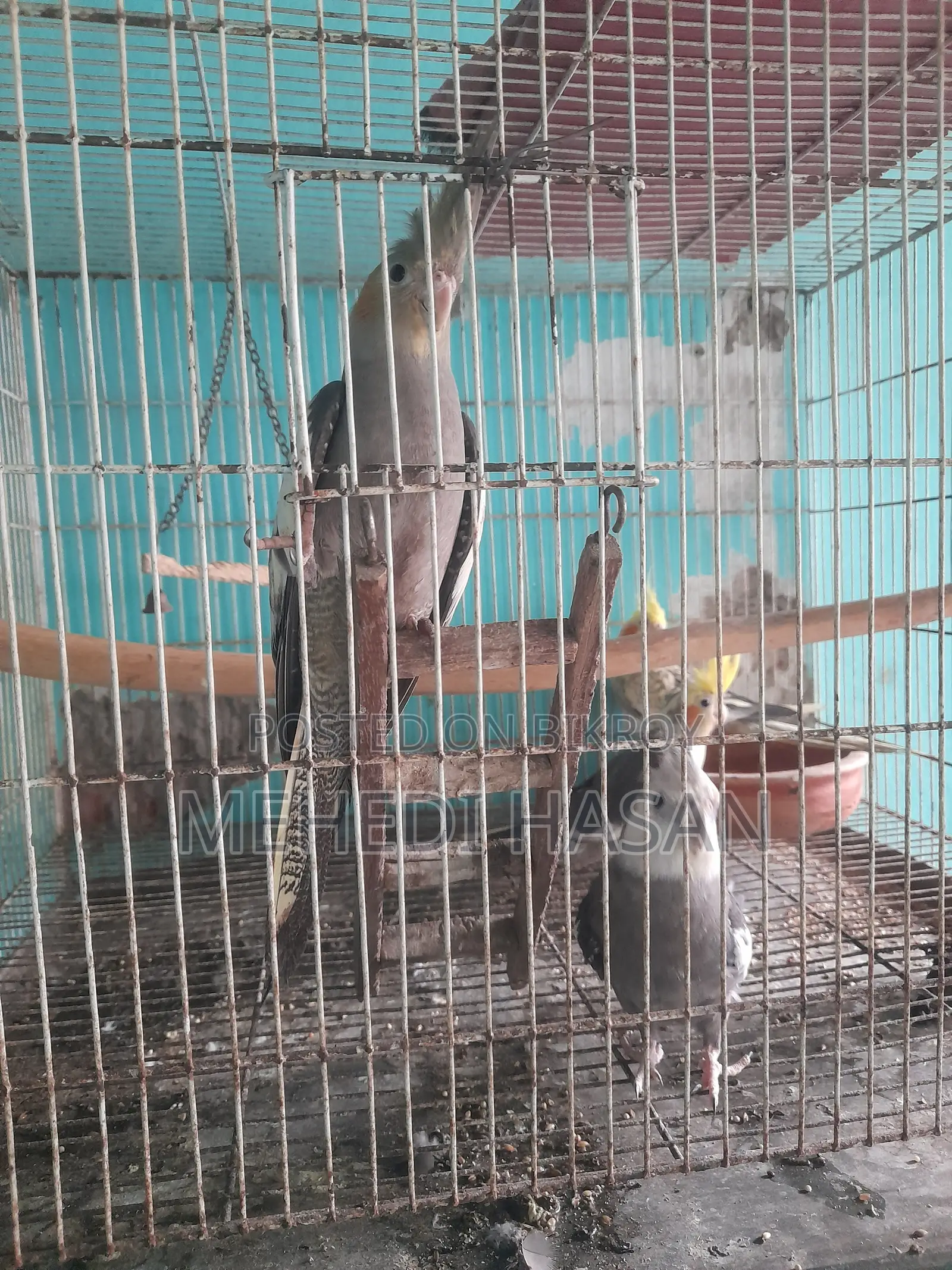 Cockatiel bird chicks for sale