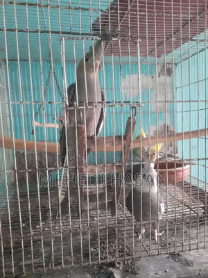 Cockatiel bird chicks for sale