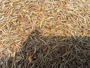 Mealworm Dry
