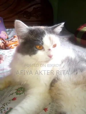 1+ Year Female Purebred Persian