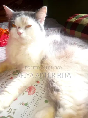1+ Year Female Purebred Persian
