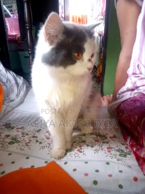 1+ Year Female Purebred Persian