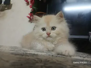 1-3 months Female Purebred Persian