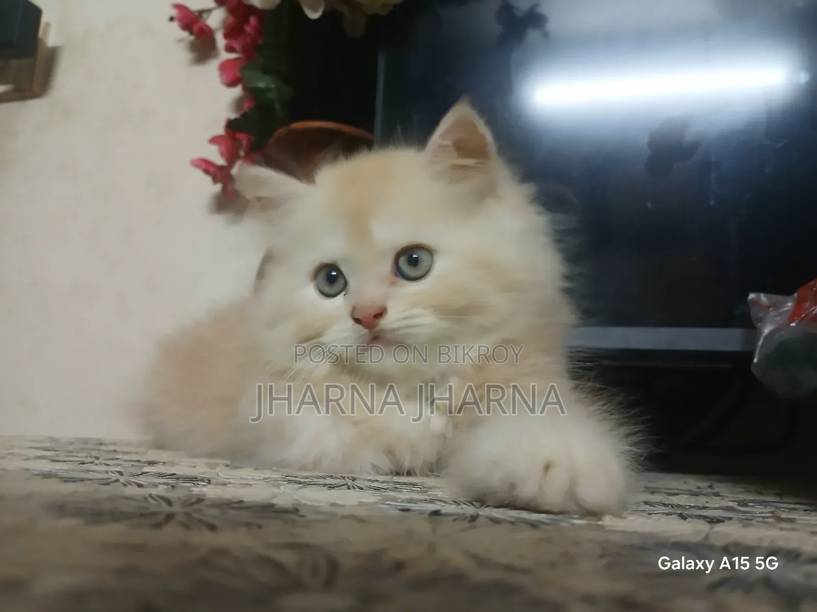 1-3 Months Female Purebred Persian