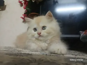1-3 Months Female Purebred Persian