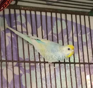 Rainbow Budgerigar Bird