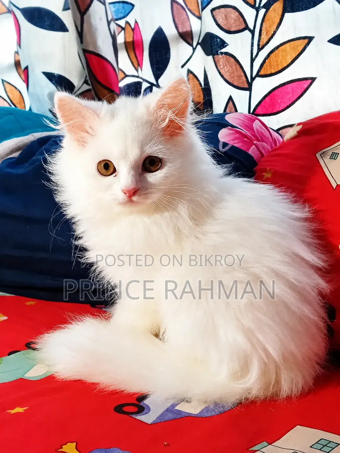 1-3 Months Male Purebred Persian