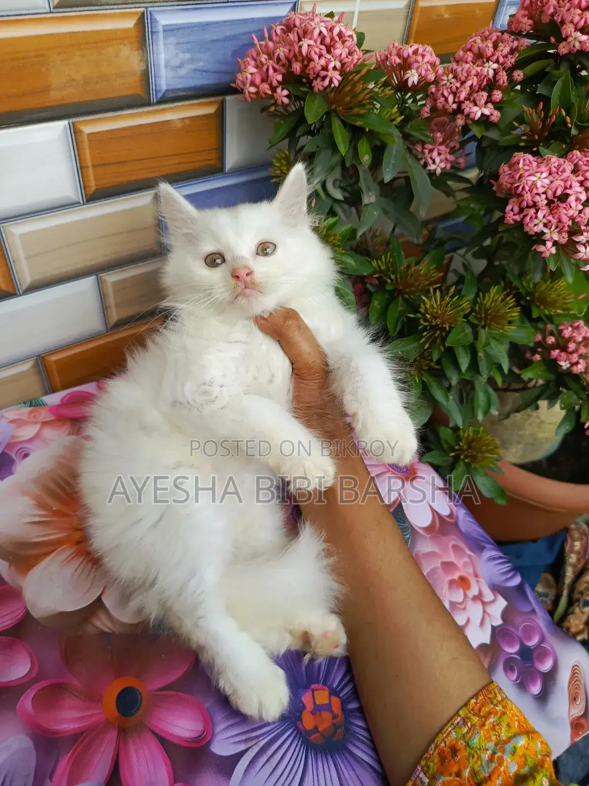 1-3 Months Male Purebred Persian