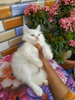 1-3 Months Male Purebred Persian