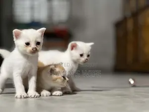 1-3 months Female Mixed Breed Persian