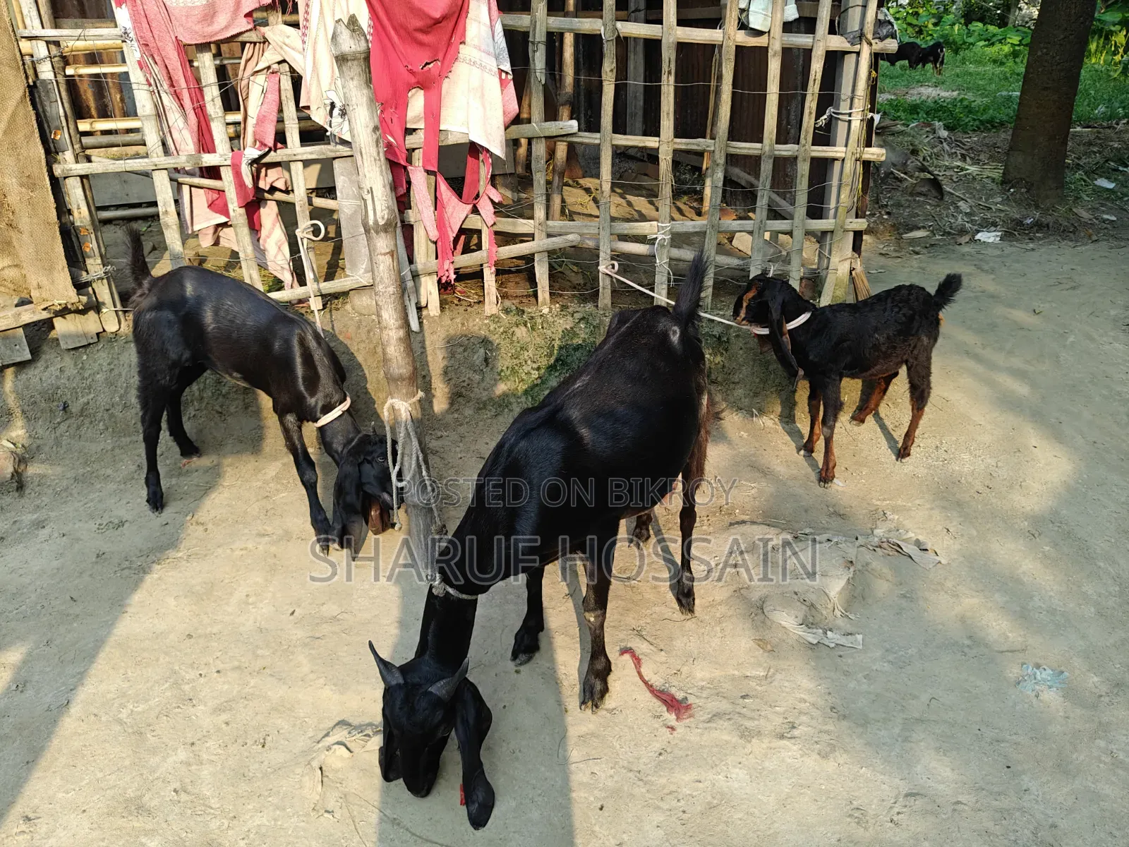 মা ও ২ টা বাচ্ছা ছাগল