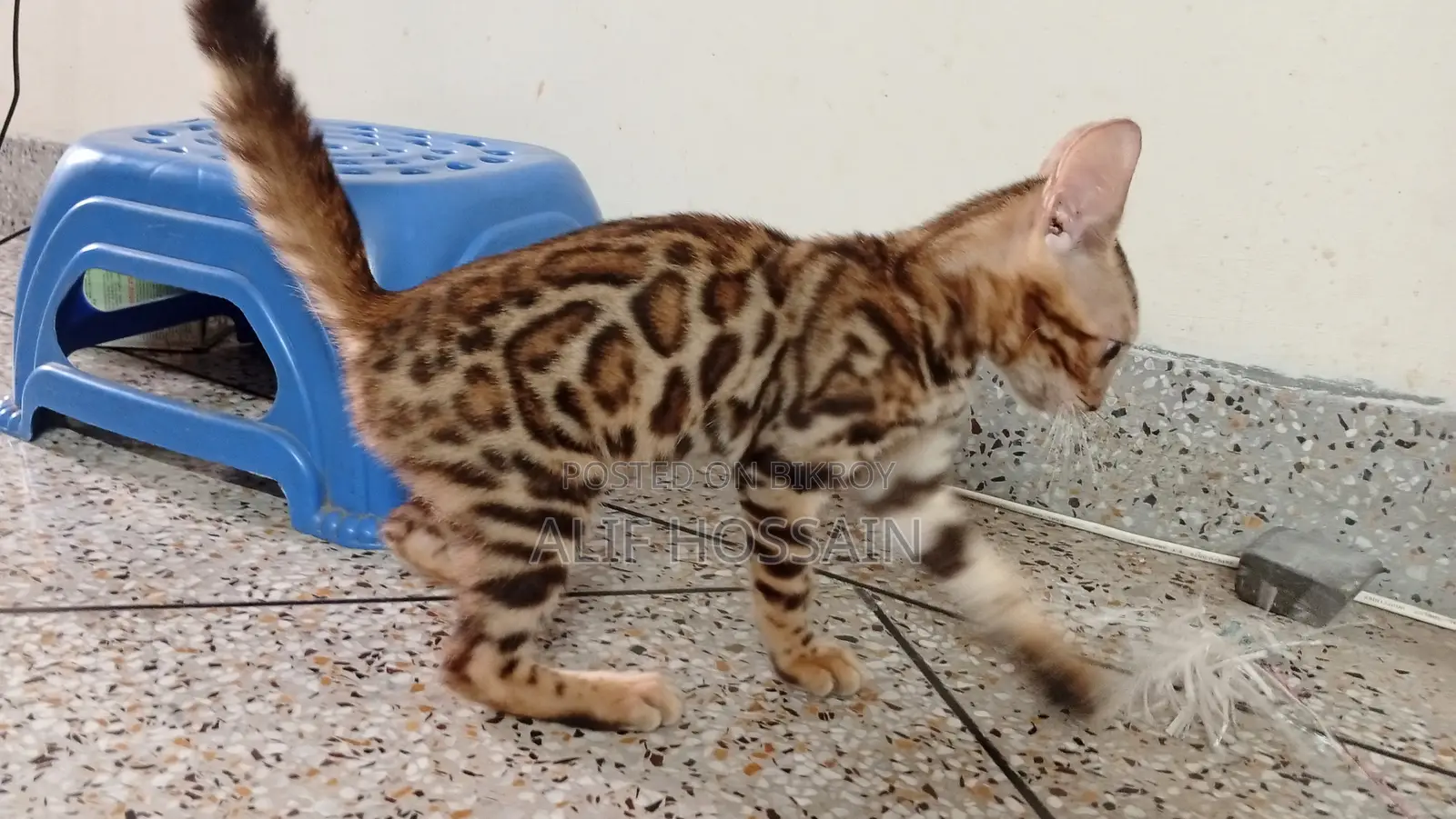 3-6 Months Female Purebred Bengal