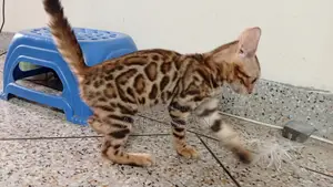 3-6 months Female Purebred Bengal