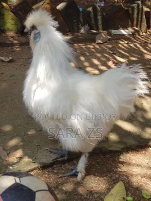 2 Silky Roosters For Sale
