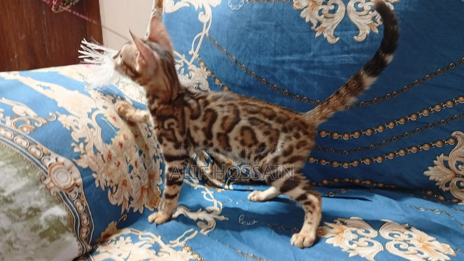 3-6 Months Female Purebred Bengal