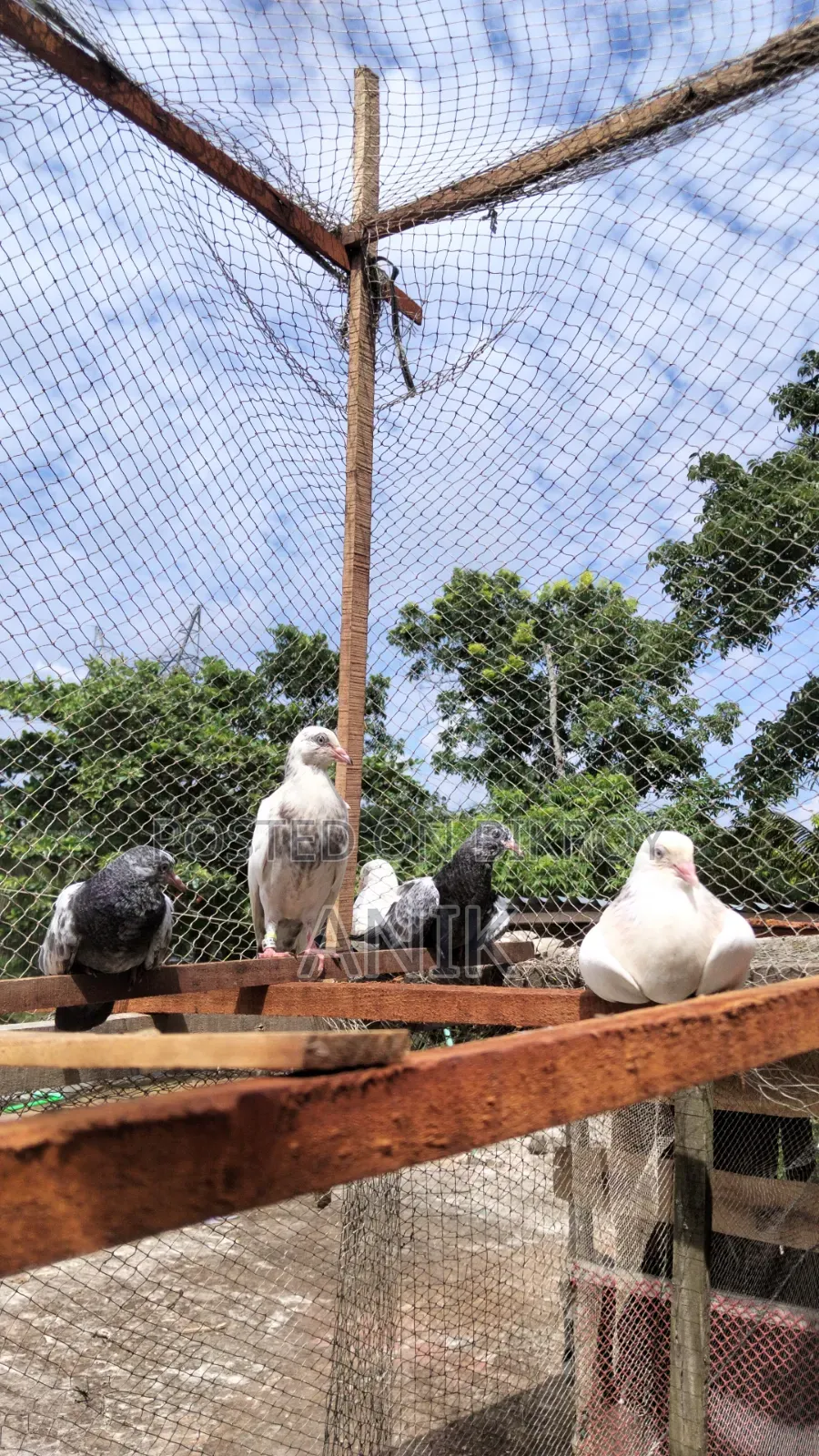 Giribaz Pigeon