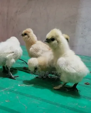 Fancy Baby Lot for Sale