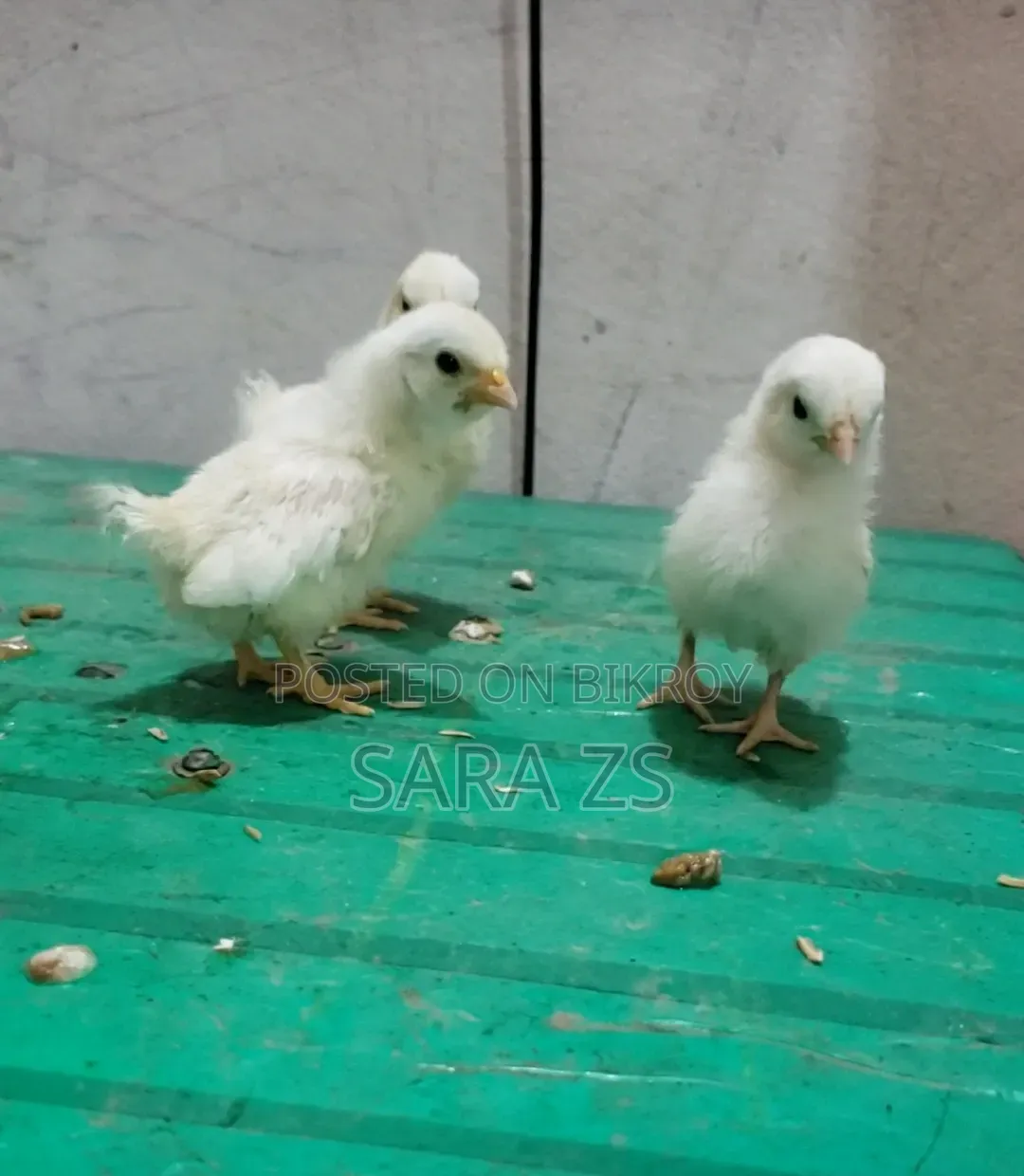 Fancy Baby Lot for Sale