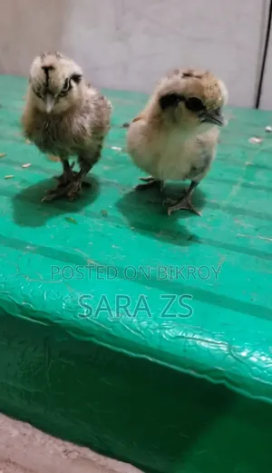 Fancy Baby Lot for Sale