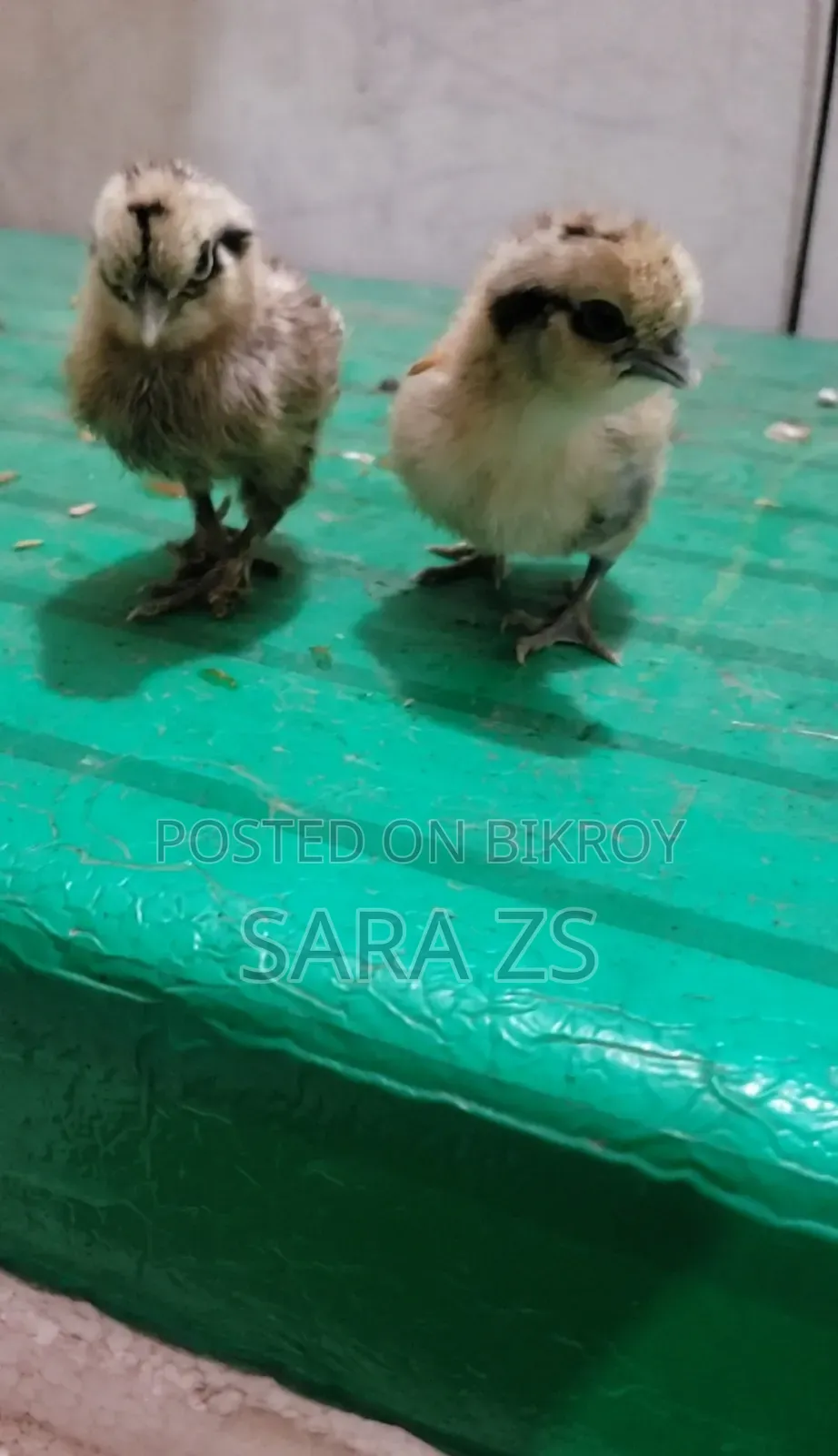 Fancy Baby Lot for Sale