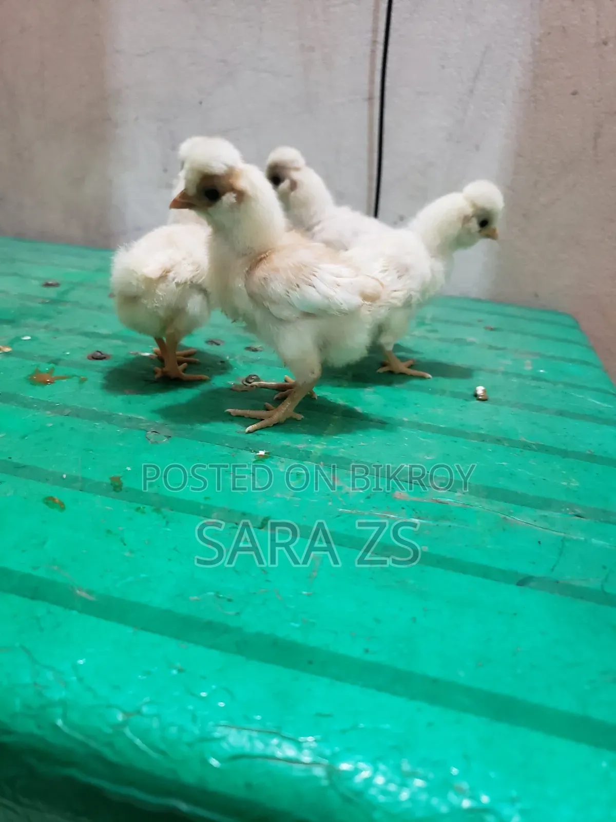 Fancy Baby Lot for Sale