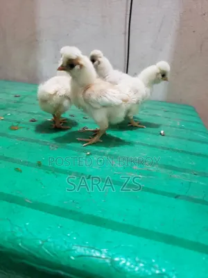Fancy Baby Lot for Sale