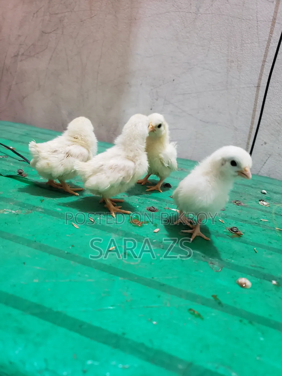 Fancy Baby Lot for Sale