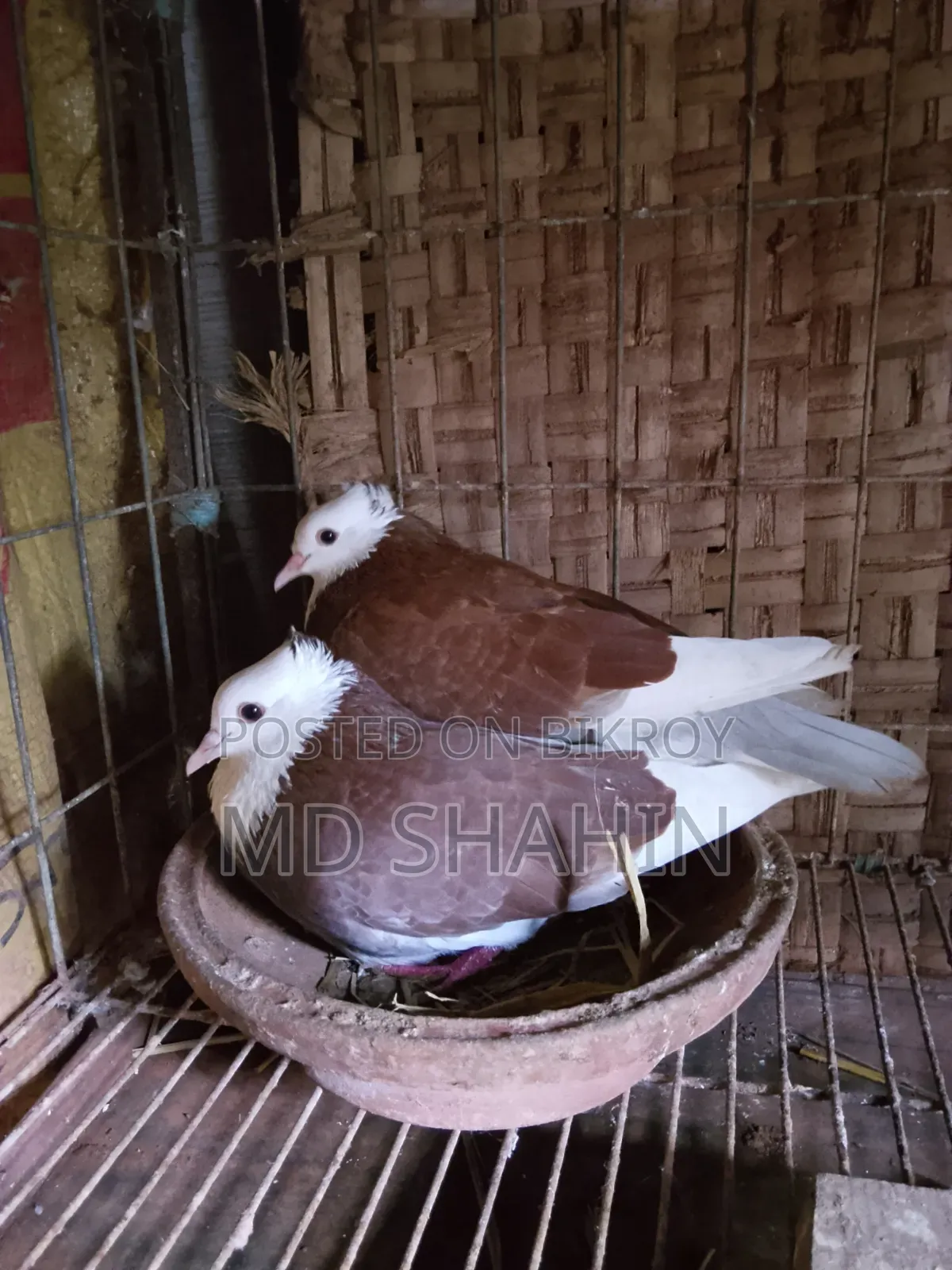 A very beautiful pair of pigeons