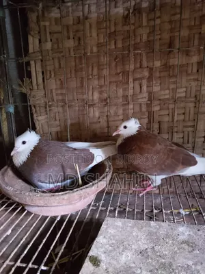 A very beautiful pair of pigeons