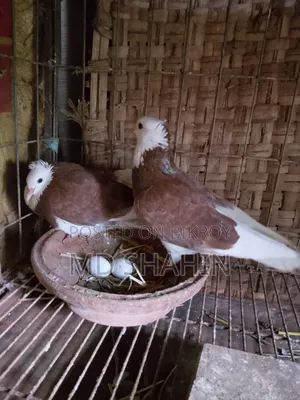A very beautiful pair of pigeons