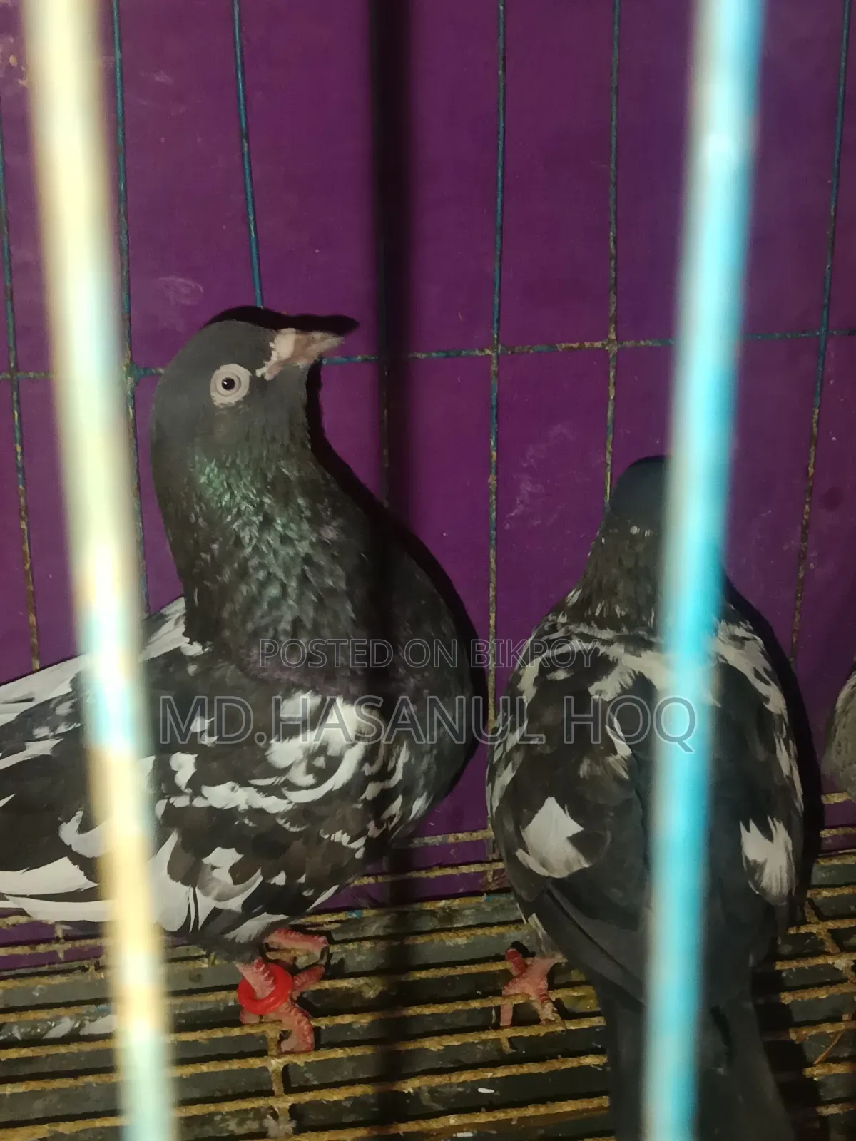 Rampuri Pigeon