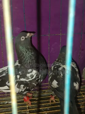 Rampuri Pigeon