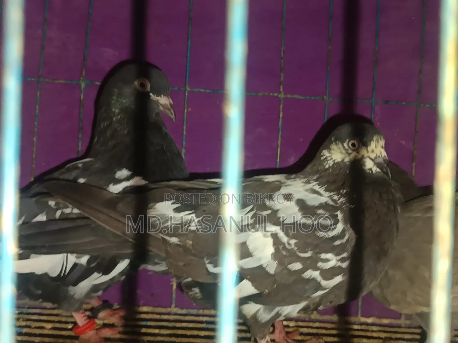 Rampuri Pigeon