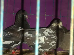 Rampuri Pigeon