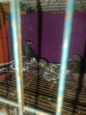 Rampuri Pigeon