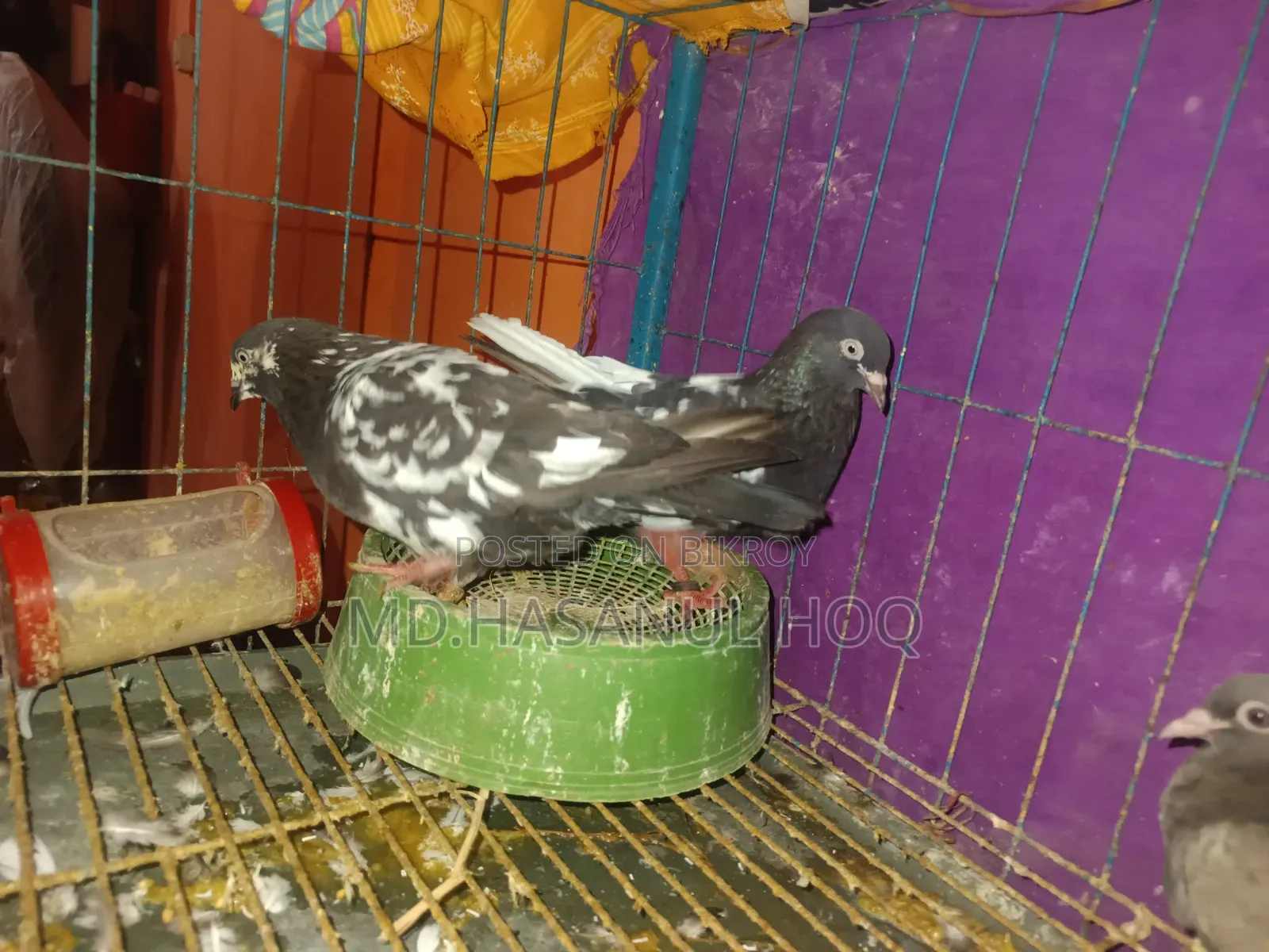 Rampuri Pigeon