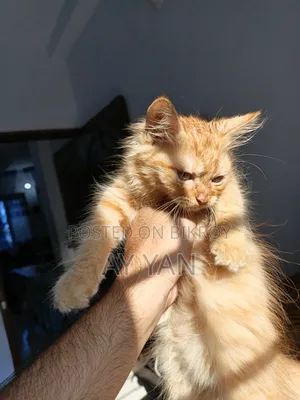 1-3 months Male Mixed Breed Persian