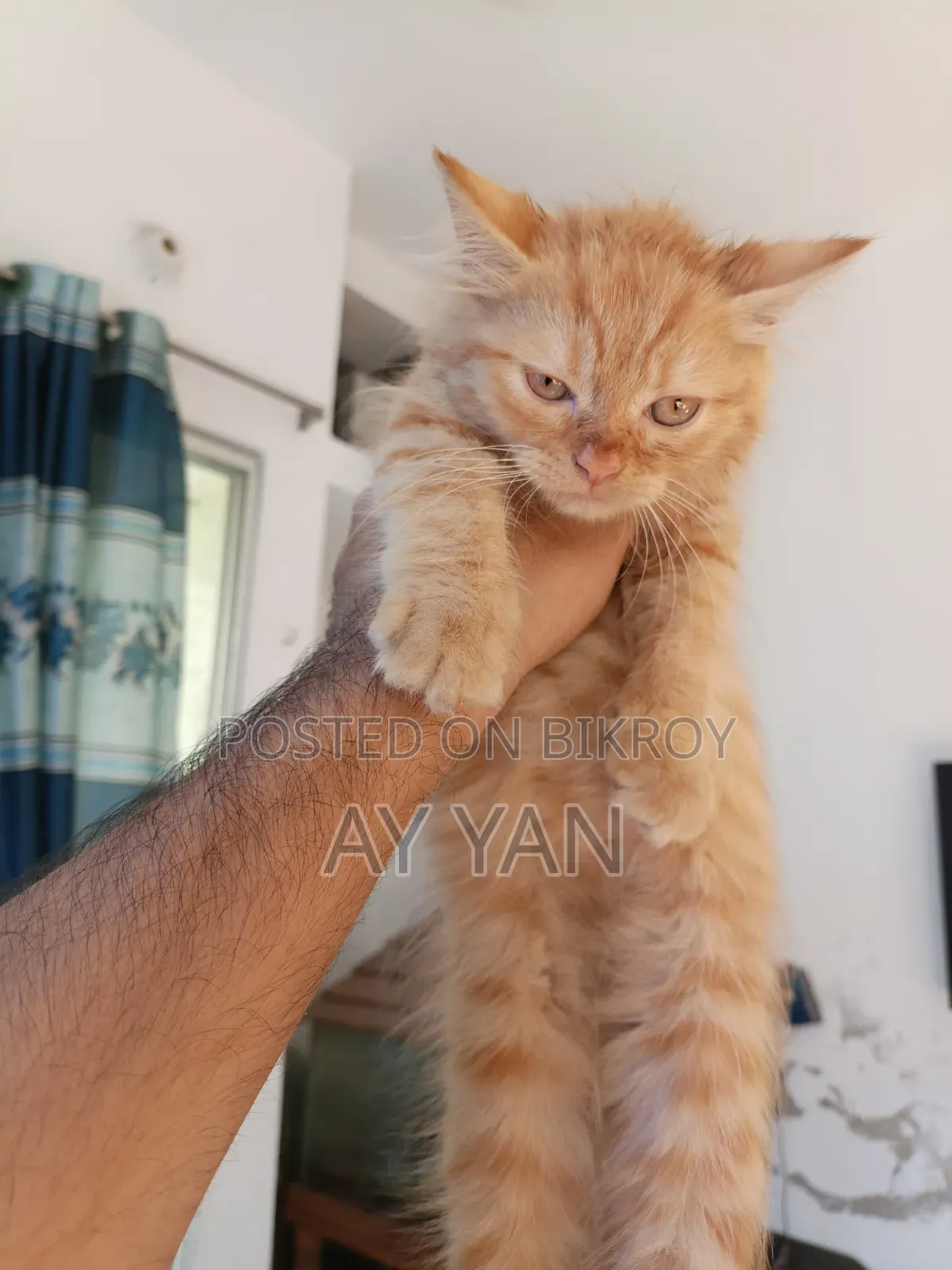 1-3 Months Male Mixed Breed Persian