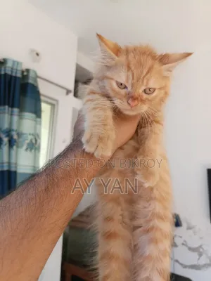 1-3 Months Male Mixed Breed Persian