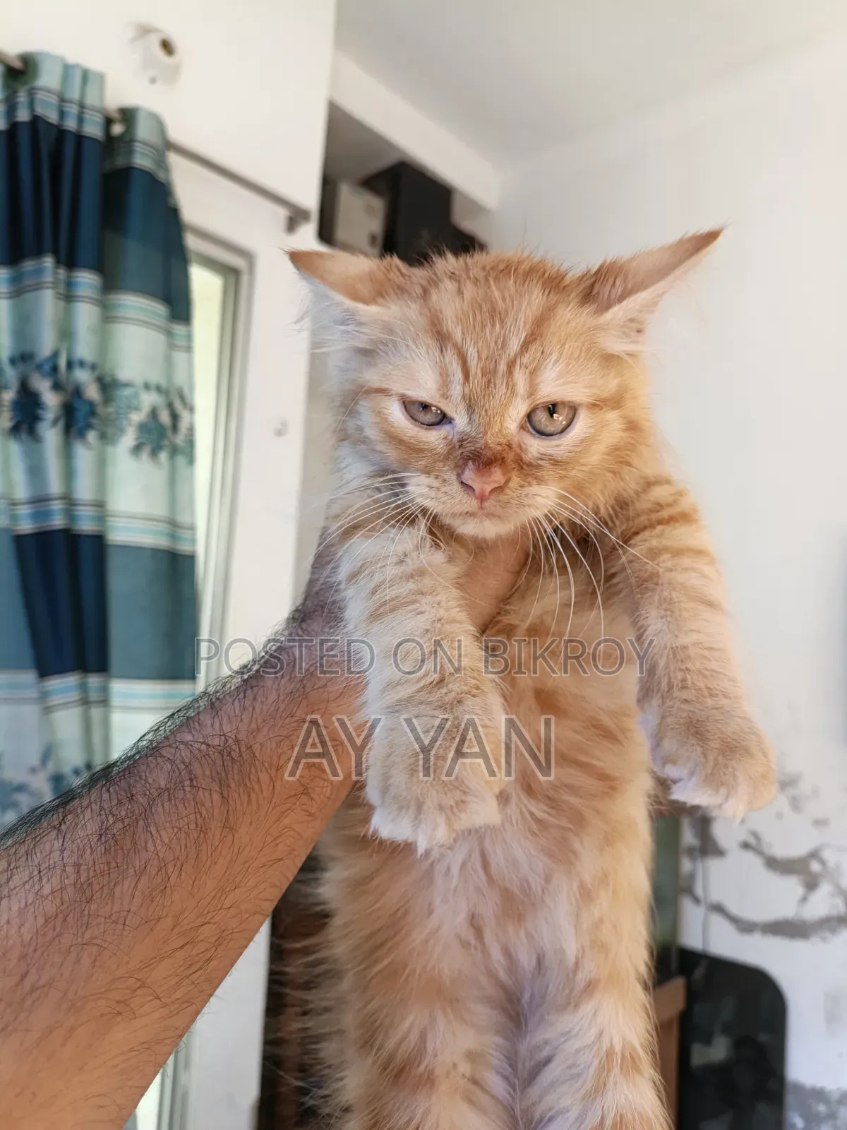 1-3 Months Male Mixed Breed Persian