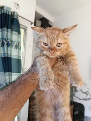 1-3 Months Male Mixed Breed Persian