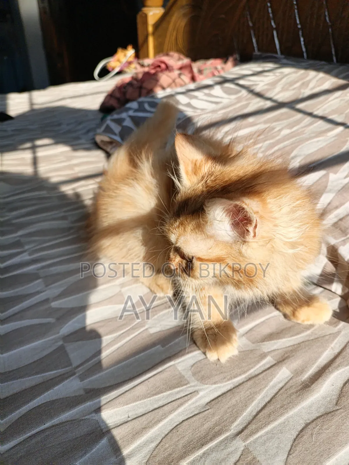 1-3 Months Male Mixed Breed Persian