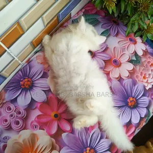 1-3 Months Female Purebred Persian