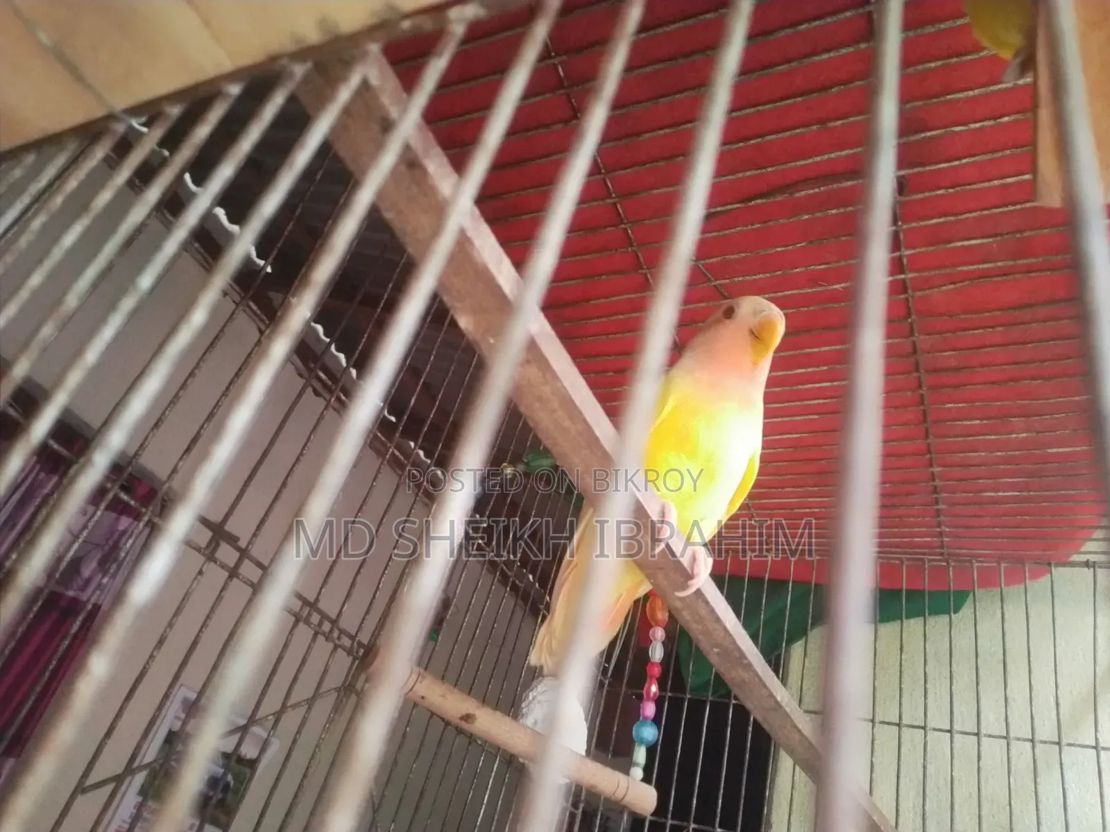 Lutino Lovebird